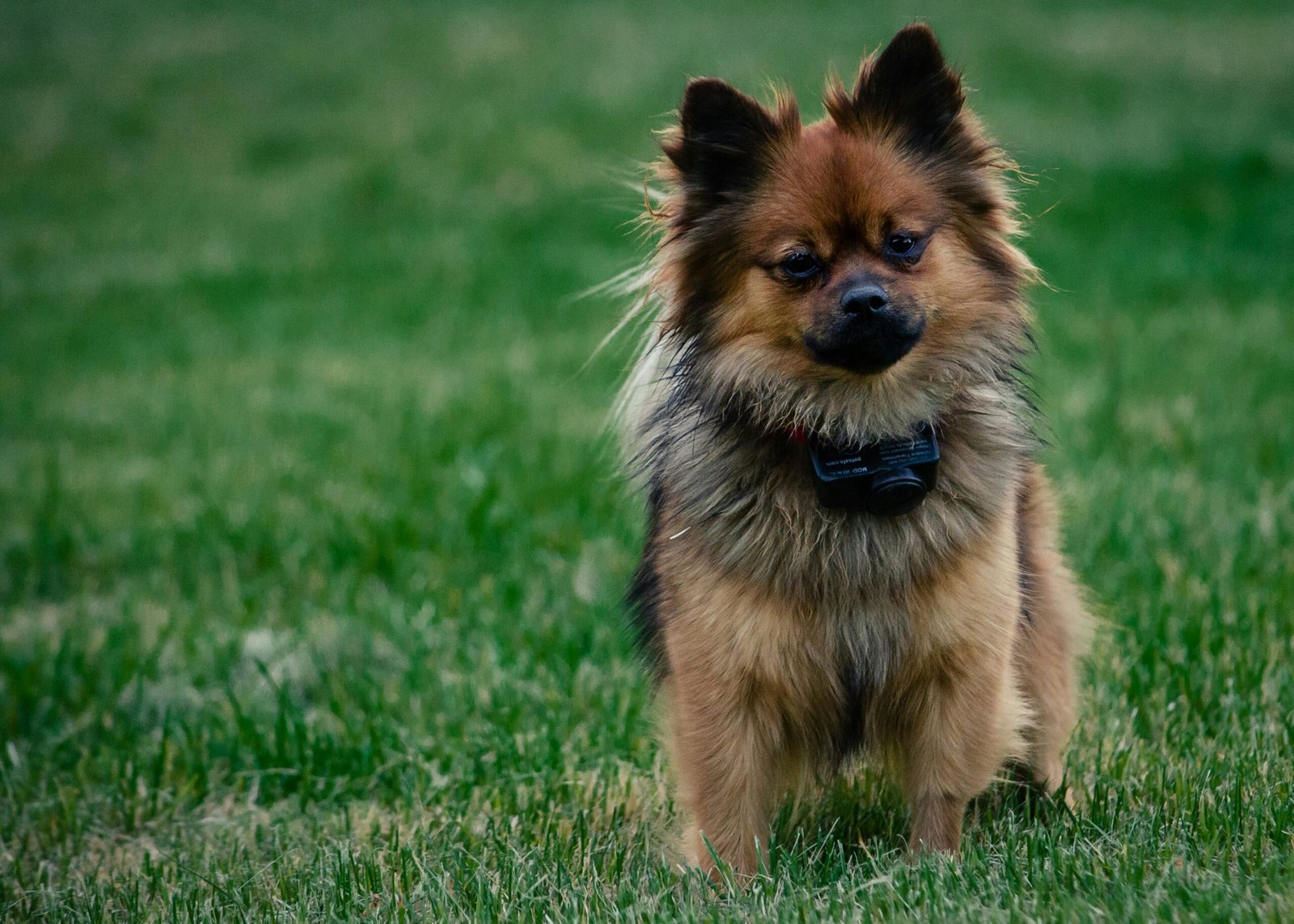 GPS Trackers for Pets: Keep Your Furry Friend Safe and Sound